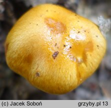 Cortinarius emollitus