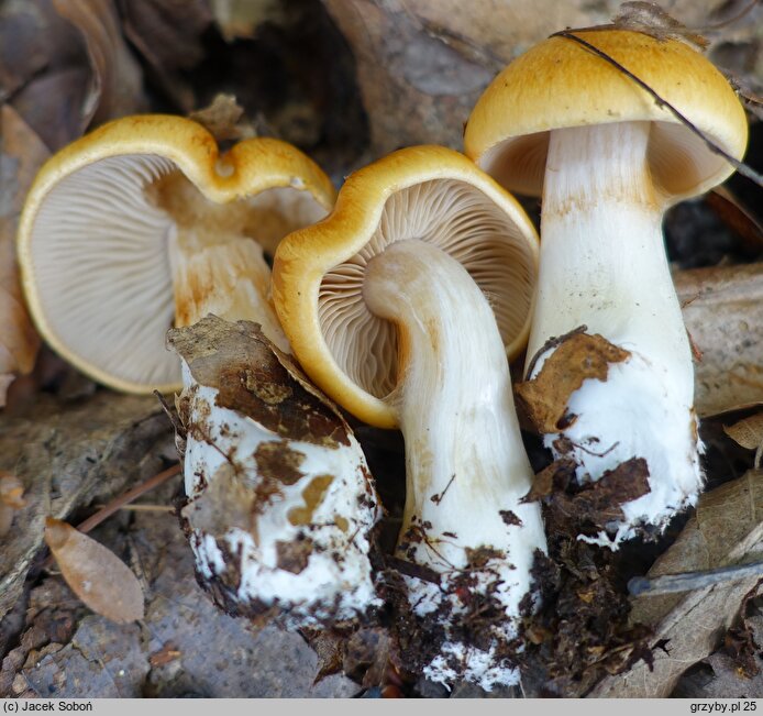 Cortinarius emollitus