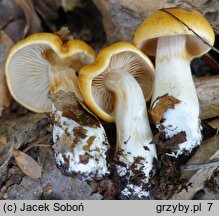 Cortinarius emollitus