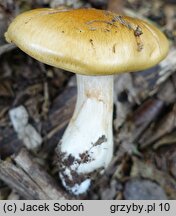 Cortinarius emollitus