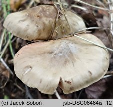 Entoloma prunuloides (dzwonkówka mączna)