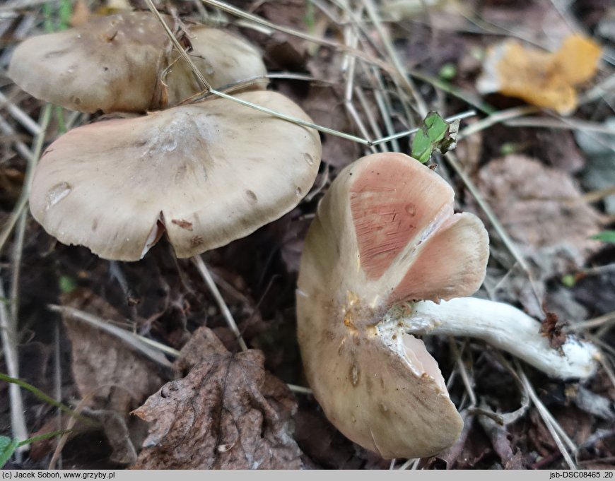 Entoloma prunuloides (dzwonkówka mączna)