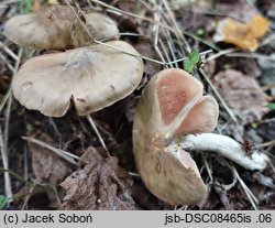 Entoloma prunuloides (dzwonkówka mączna)