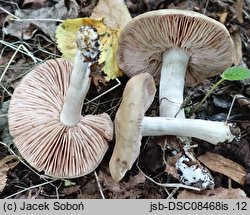 Entoloma prunuloides (dzwonkówka mączna)