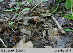 Inocybe pseudodestricta