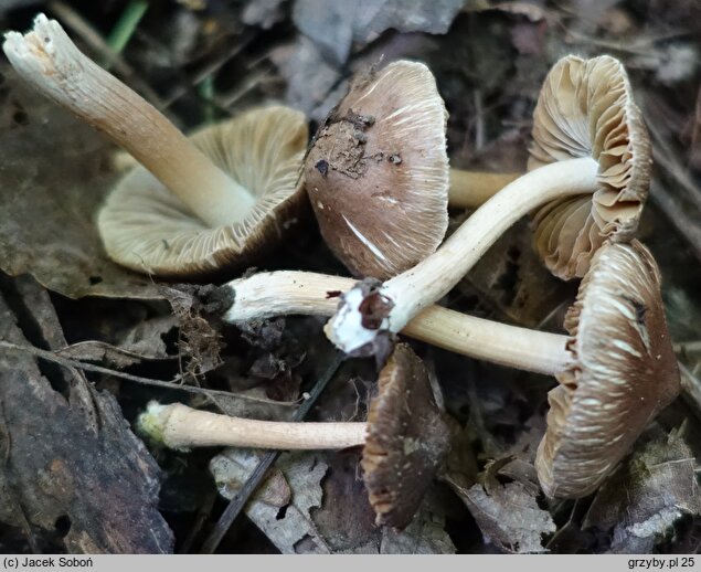 Inocybe pseudodestricta