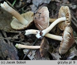 Inocybe pseudodestricta