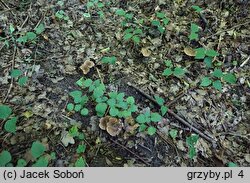 Inosperma quietiodor (włókniak cuchnący)