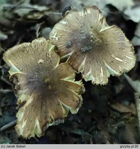 Inosperma quietiodor (włókniak cuchnący)