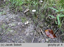 Parasola leiocephala (czernidÅ‚ak cieniolubny)