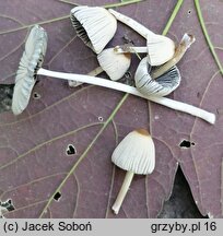 Parasola leiocephala (czernidÅ‚ak cieniolubny)