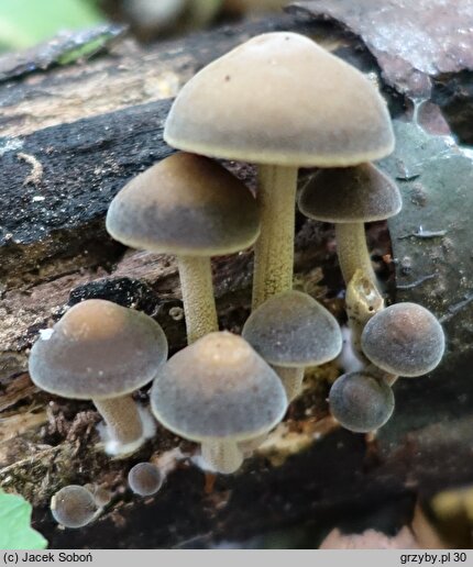 Simocybe sumptuosa (ciemnoboczniak pachnący)