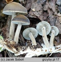 Simocybe sumptuosa (ciemnoboczniak pachnący)