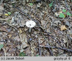 Amanita dryophila