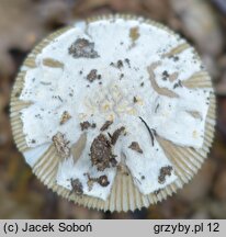 Amanita dryophila