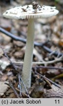 Amanita dryophila