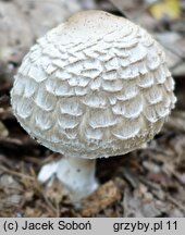 Chlorophyllum olivieri (czubajnik ponury)