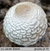 Chlorophyllum olivieri (czubajnik ponury)