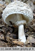 Chlorophyllum olivieri (czubajnik ponury)