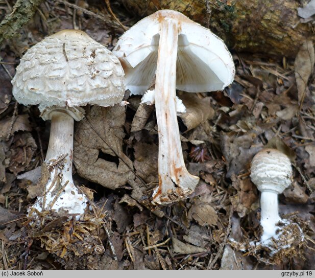 Chlorophyllum olivieri (czubajnik ponury)