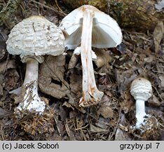 Chlorophyllum olivieri (czubajnik ponury)