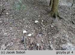 Chlorophyllum olivieri (czubajnik ponury)