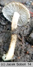 Inocybe phaeodisca (strzępiak ciemnowierzchołkowy)