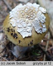 Amanita submembranacea (muchomor brązowooliwkowy)