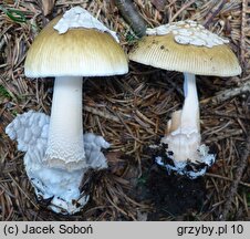 Amanita submembranacea (muchomor brązowooliwkowy)