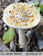 Amanita ceciliae (muchomor złotawy)