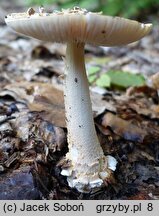 Amanita ceciliae (muchomor złotawy)