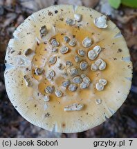 Amanita ceciliae (muchomor złotawy)