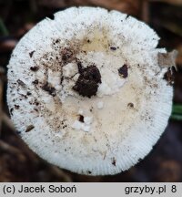 Amanita eliae (muchomor białożółtawy)