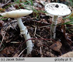 Amanita eliae (muchomor białożółtawy)