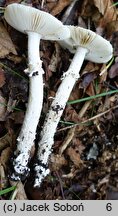 Amanita eliae (muchomor białożółtawy)