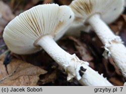 Amanita eliae (muchomor białożółtawy)