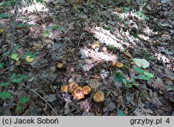 Cortinarius hinnuleus (zasłonak sarni)