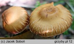 Cortinarius hinnuleus (zasłonak sarni)