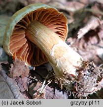 Cortinarius hinnuleus (zasłonak sarni)