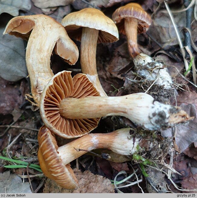 Cortinarius hinnuleus (zasłonak sarni)