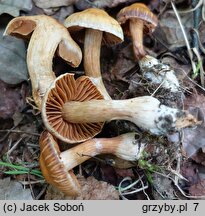 Cortinarius hinnuleus (zasłonak sarni)