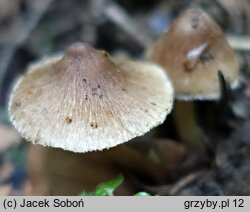 Inocybe fuscidula (strzępiak brązowoczarny)