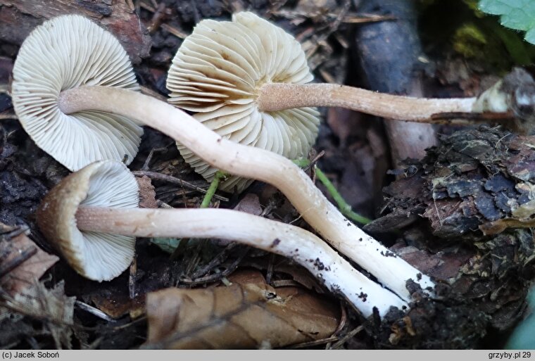 Inocybe fuscidula (strzępiak brązowoczarny)