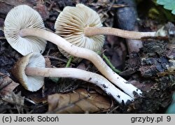 Inocybe fuscidula (strzępiak brązowoczarny)