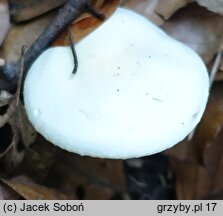 Hygrophorus discoxanthus