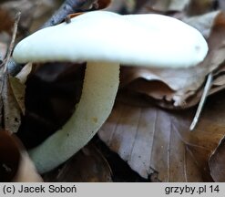 Hygrophorus discoxanthus