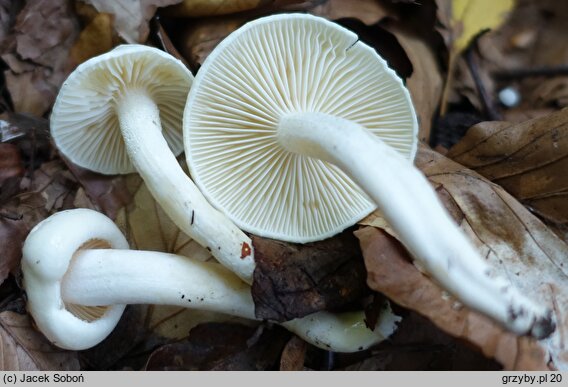 Hygrophorus discoxanthus