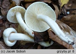 Hygrophorus discoxanthus