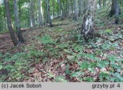 Hygrophorus discoxanthus