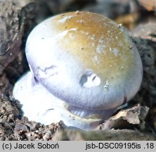 Cortinarius praestans